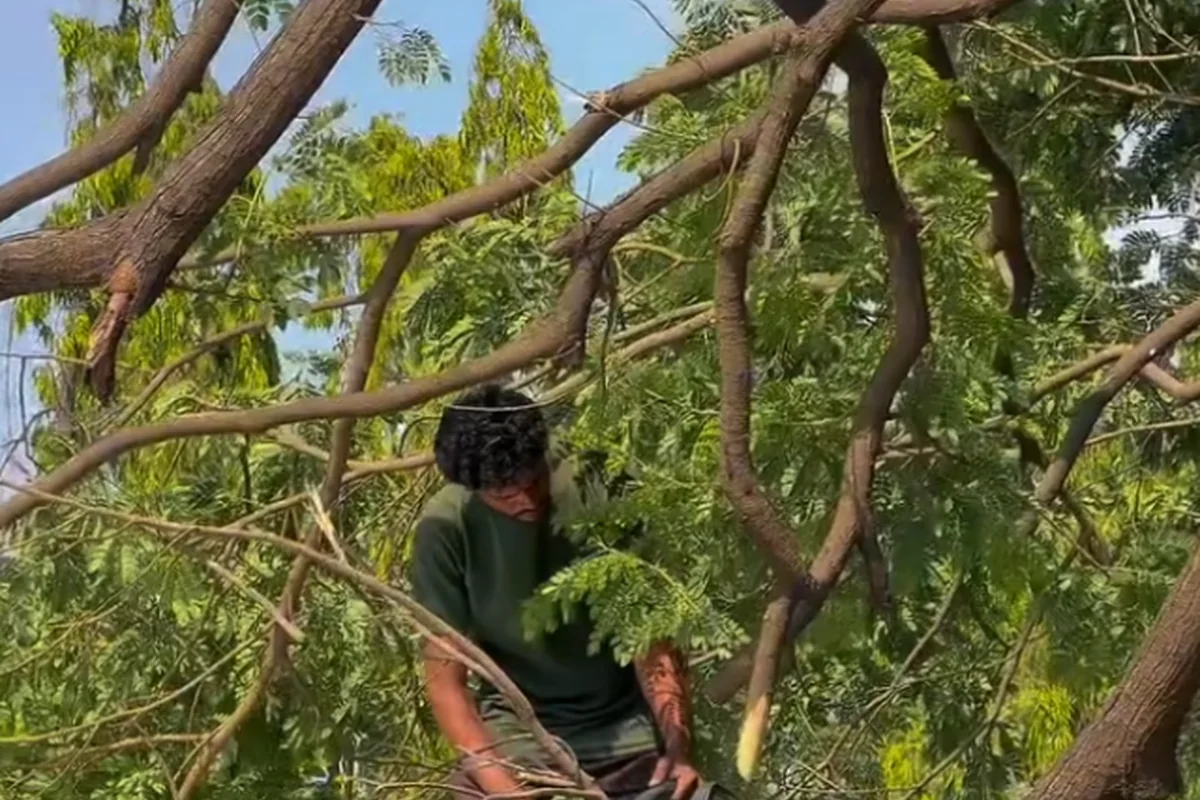 शांती नगर परिसरातील धोकादायक झाडांची पाहणी