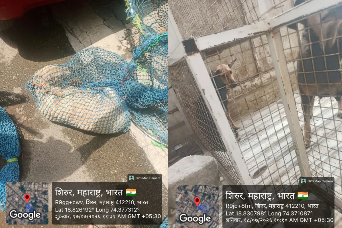 स्टेट बँक कॉलनी शिरूर येथे कुत्रे रेस्क्यू कार्यवाही